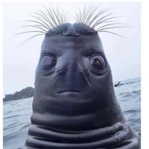 Meet your Posher, Adrian